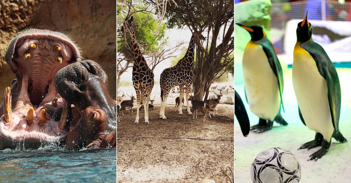 9 of the best places for animal encounters in the UAE
