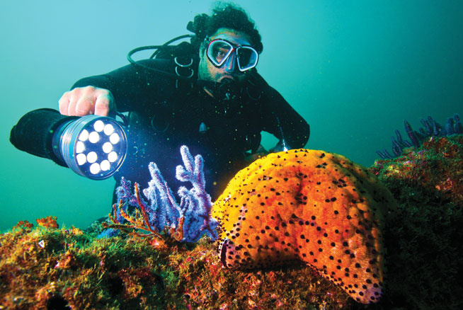 Where to go scubadiving in Oman - Dubai day trips - What s On