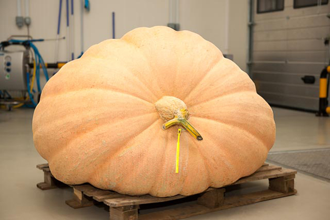 Largest Pumpkin 