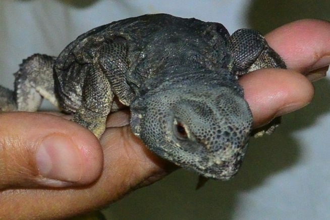 Newborn reptiles at Al Ain Zoo - What's On