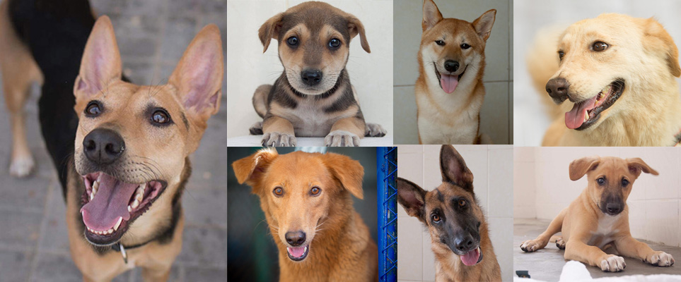 36 dogs and puppies in Dubai that need foster or forever homes - What's