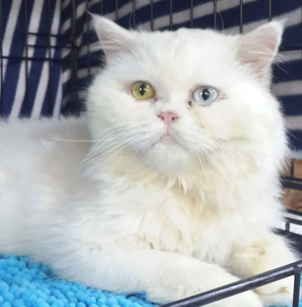 26 cats and kittens in Dubai that need forever homes