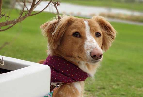 Ruff Guide 16 Pet Friendly Cafes And Restaurants In Dubai