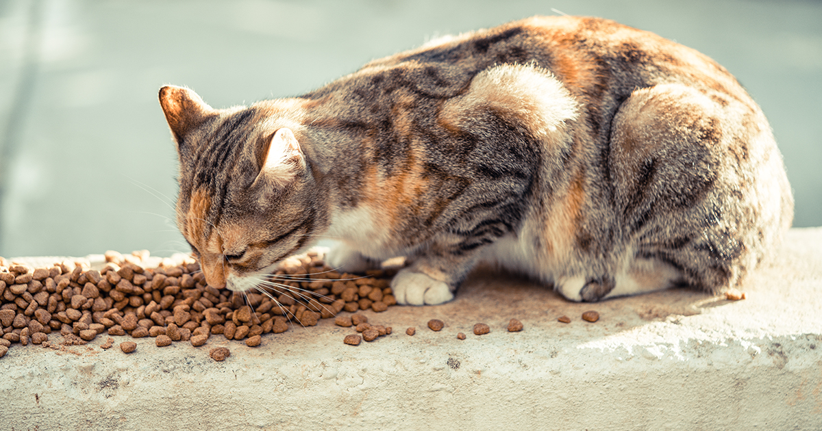Feeding stations could soon be introduced to feed stray cats in Dubai