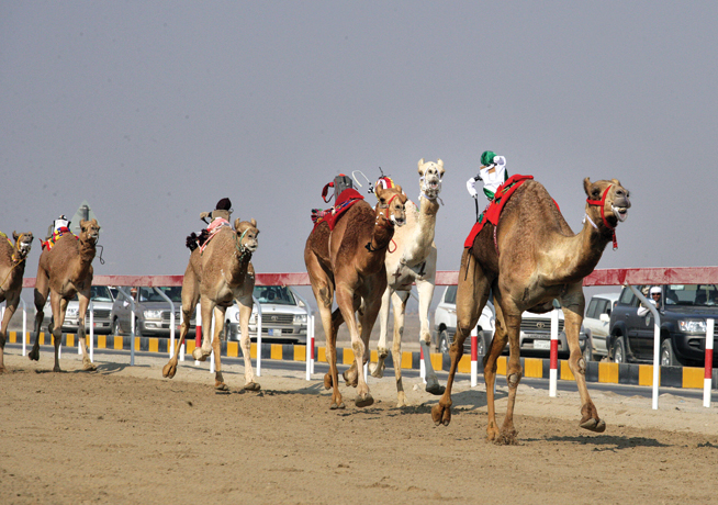 Camel racing