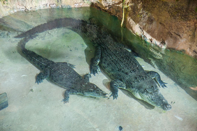 King Croc at Dubai Aquarium
