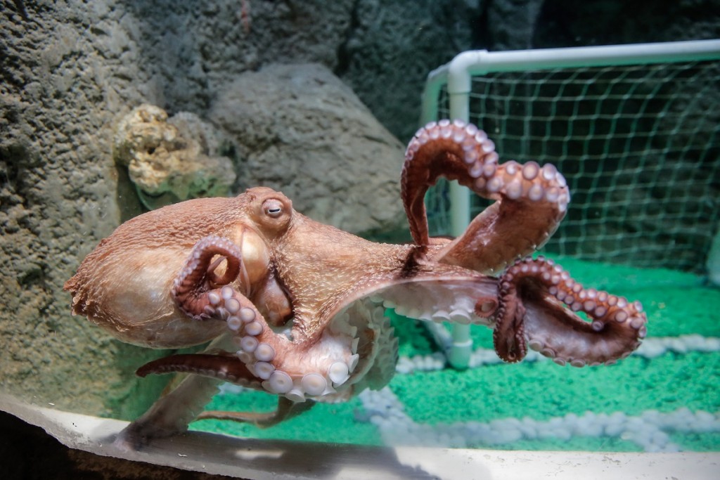 Giant Octopus at Dubai Aquarium & Underwater Zoo