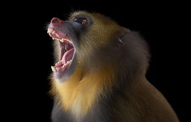 Monkey tooth discovered in Abu Dhabi