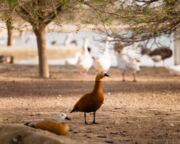 Wildlife at Al Qudra Lakes