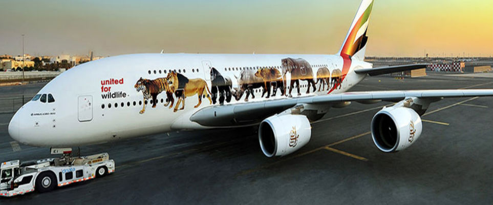 Buy Emirates Pet Transport | UP TO 54% OFF