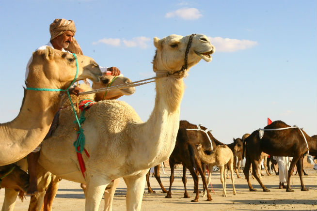 Al Dhafra camel festival