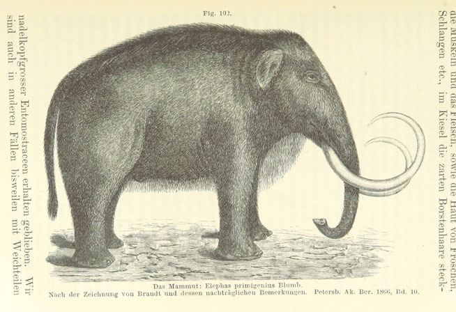 woolly-mammoth