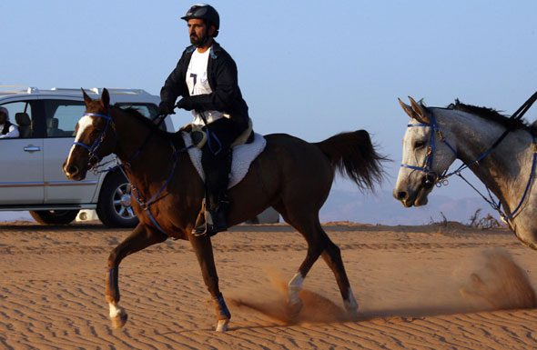 sheikh-mohammed-horse