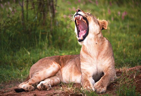 lion kenya safari