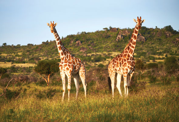 giraffes kenya safari