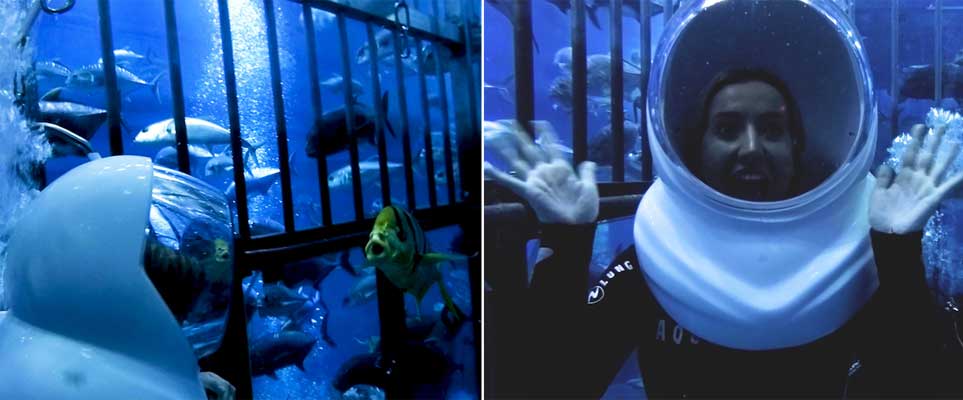 WATCH: We walked with sharks in Dubai Aquarium