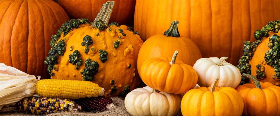 You can now pre-order pumpkins in Dubai ready for Halloween