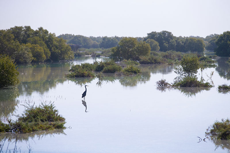 Mangroves Abu Dhabi