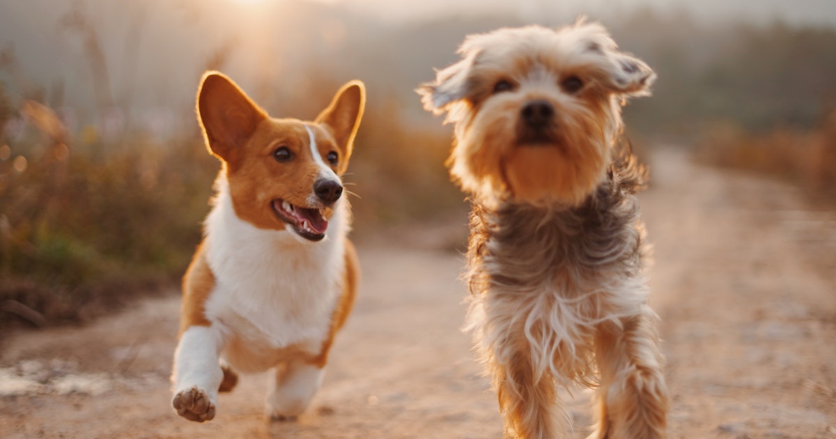 Coronavirus questions: Can I walk my dog in Dubai? - What's On