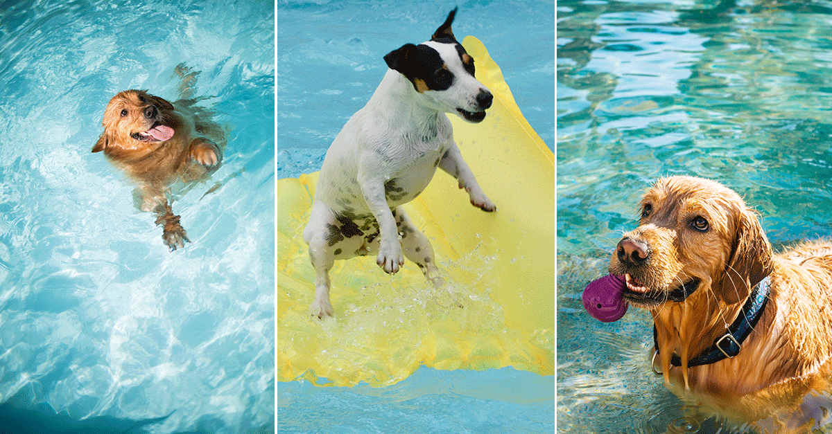 Petsville to open the UAE's first indoor dog water park in July