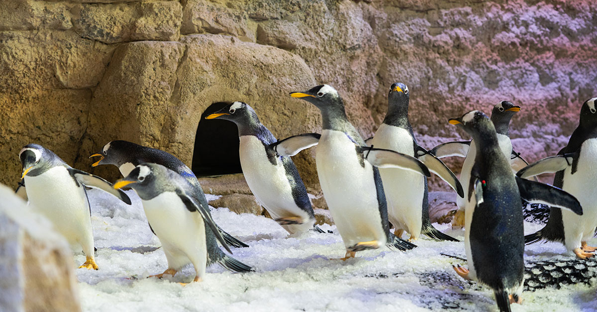 A Penguin Cove Is Now Open At Dubai Aquarium Underwater Zoo