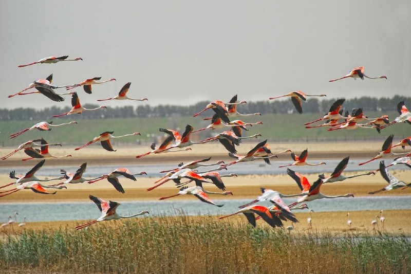 Al Wathba Wetland Reserve