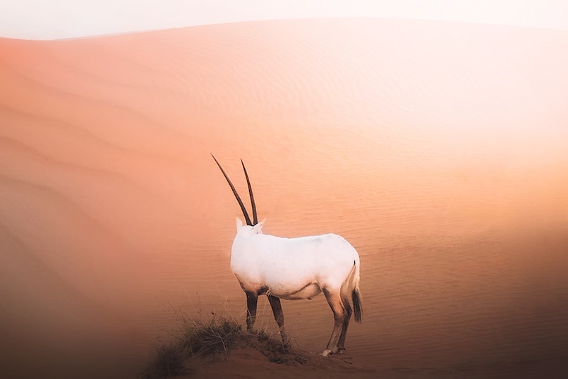 The Perfect Evening, a desert safari by Arabian Adventures - Things To Do in Dubai - - Chandeliers in Dubai, UAE