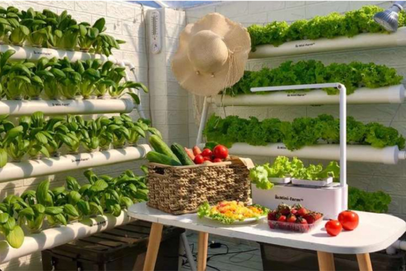 mini organic farm at Emirates Dubai 7s