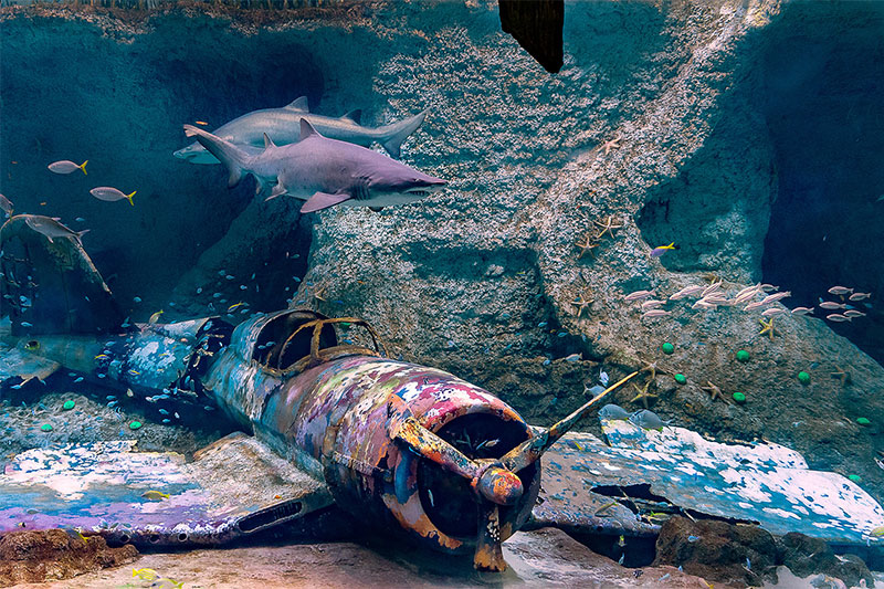 national aquarium abu dhabi