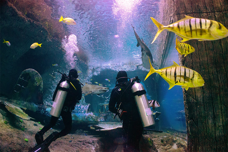 dive national aquarium