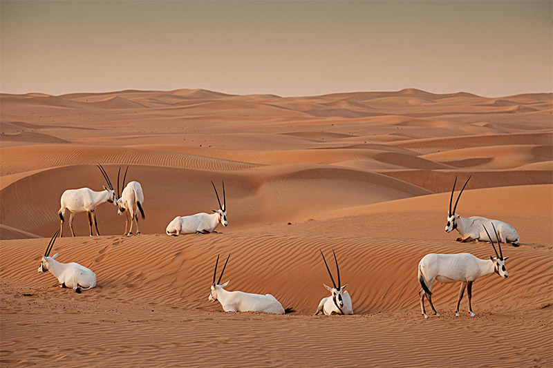 9 of the best places to see wildlife in the UAE - What's On