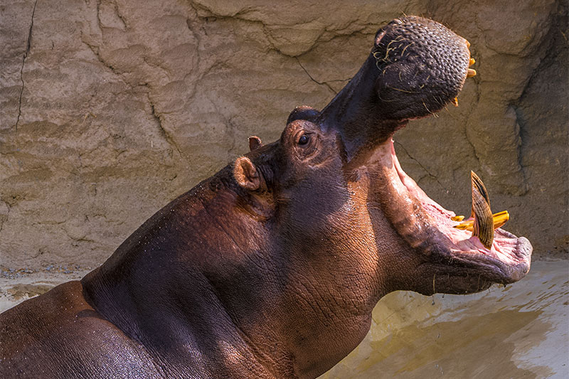Dubai Safari Park hippo