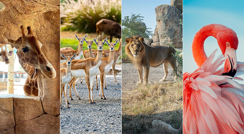 9 of the best places to see wildlife in the UAE - What's On
