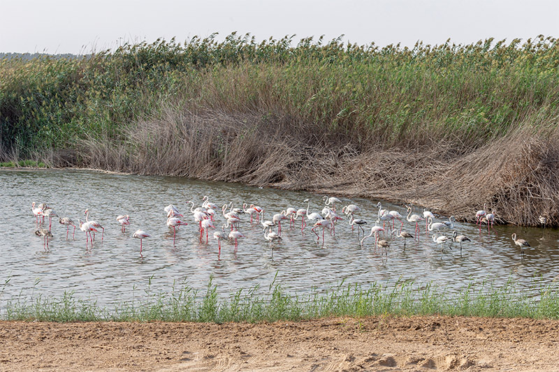 flamingo wildlife in UAE