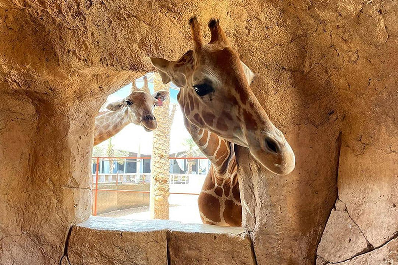 giraffe emirates park zoo