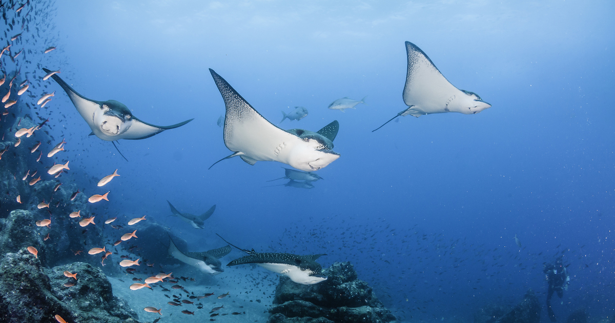 New Species Of Eagle Ray Found In Abu Dhabi Waters