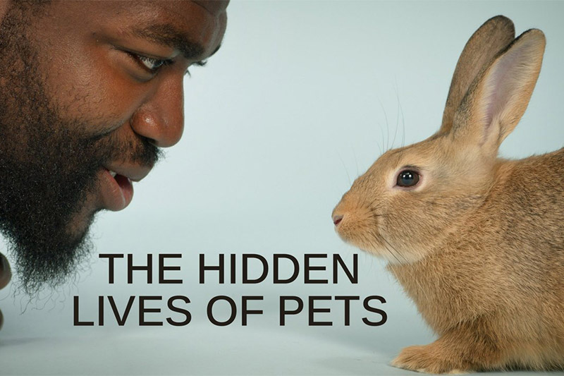 the hidden lives of pets