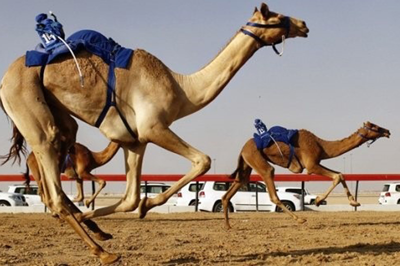 Camel Racing alcohol-free activites Dubai