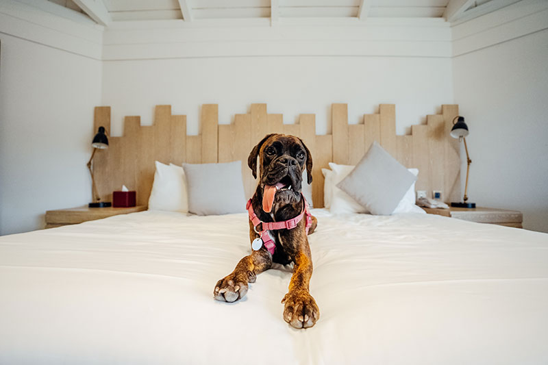 JA Hatta - pet-friendly hotels in Dubai