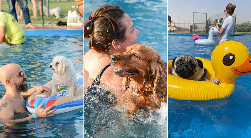 Ras Al Khaimah Animal Welfare Center Flopster Dog pool party