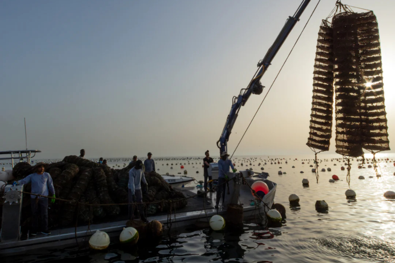 oyster farm 