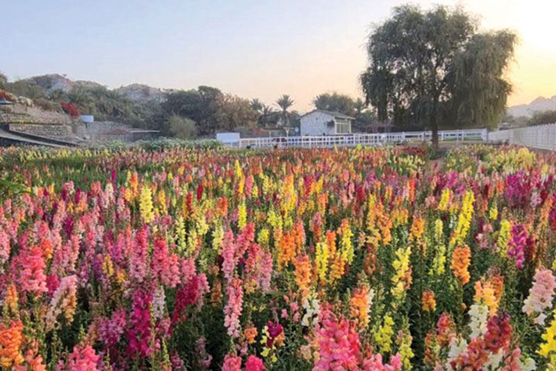 UAE-Flower-Farm