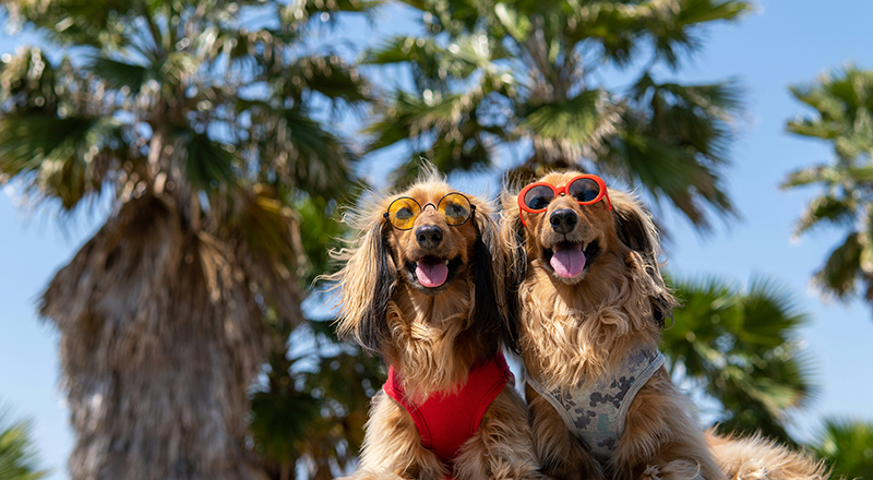 Dogs sunglasses