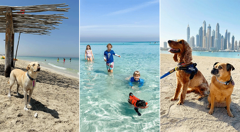 dog-freidnly-beaches-feature