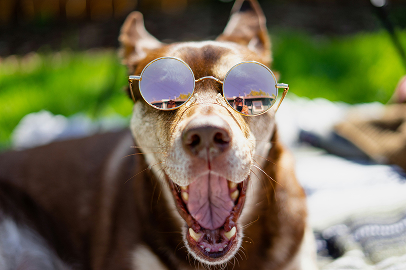 dog sunglasses-unsplash