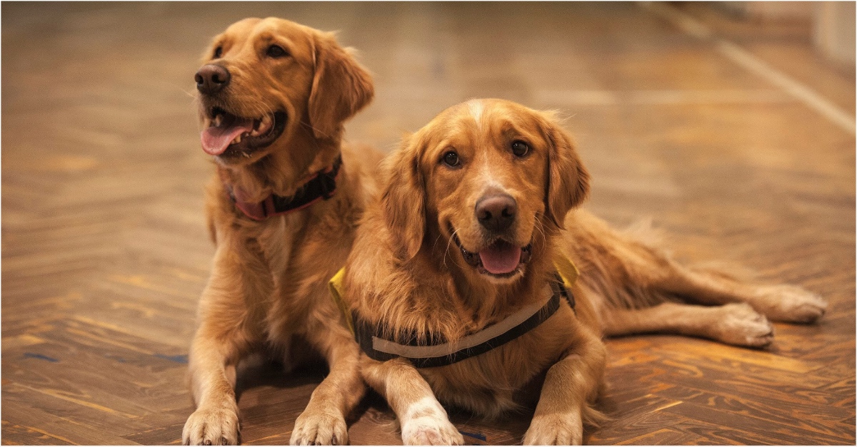 11 indoor pet-friendly spots in Dubai