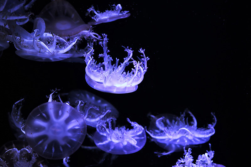 Jellyfish exhibition National Aquarium