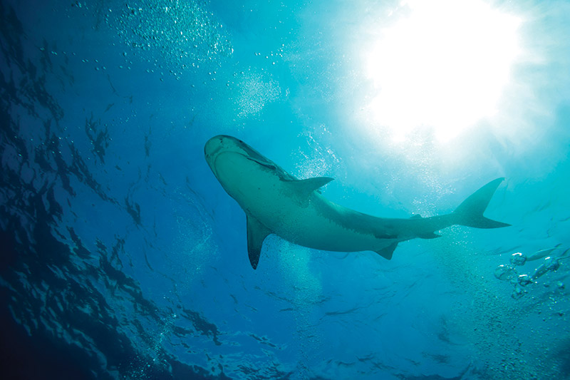 Maldives-Fuvahmulah-tiger-shark
