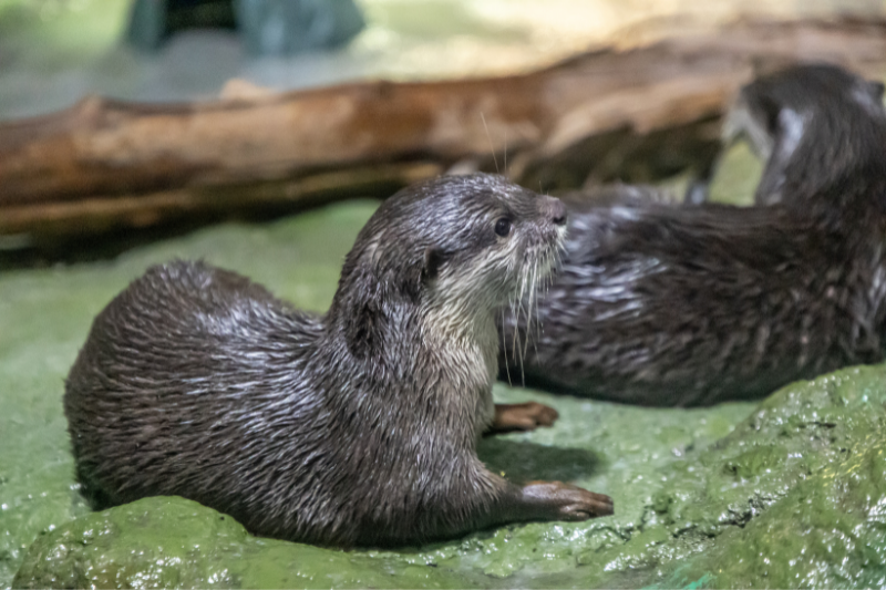 Otters National Aquarium 