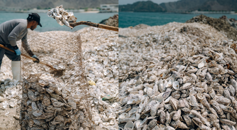 dibba bay oysters project